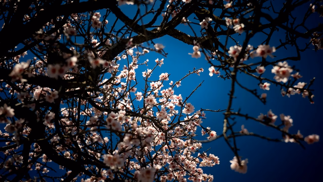 Amandiers en fleurs filmés en contre-plongée · image cinéma par Julian Espin, vidéaste à Arles